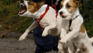 dog aggression training Phoenix AZ
